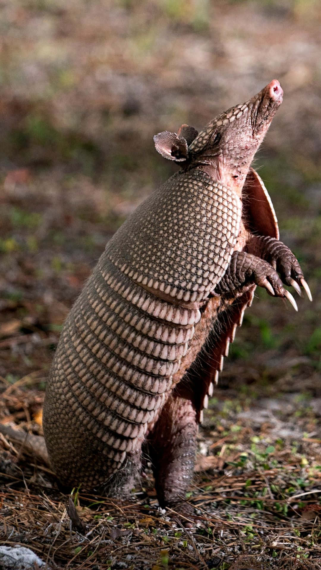 Armadillo Standing Tall.jpg