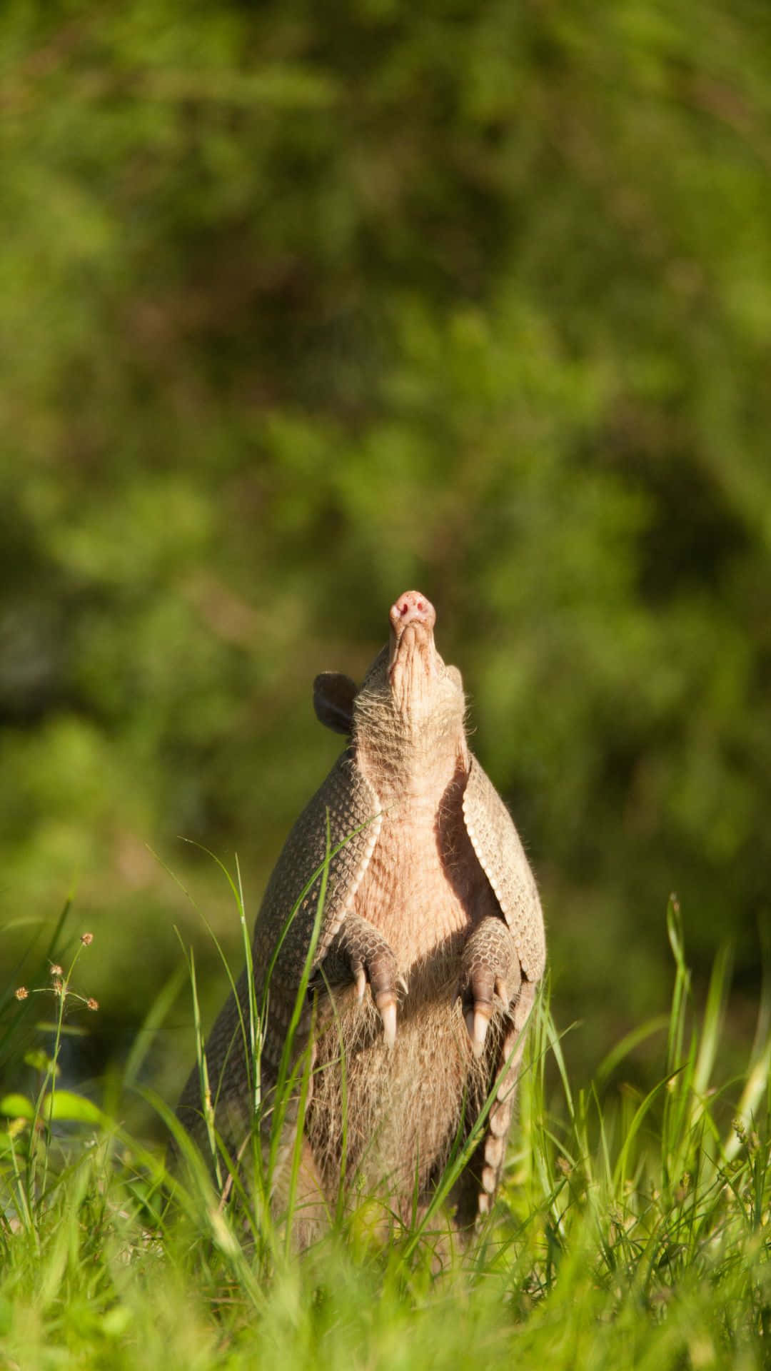 Armadillo Standing Tallin Grass