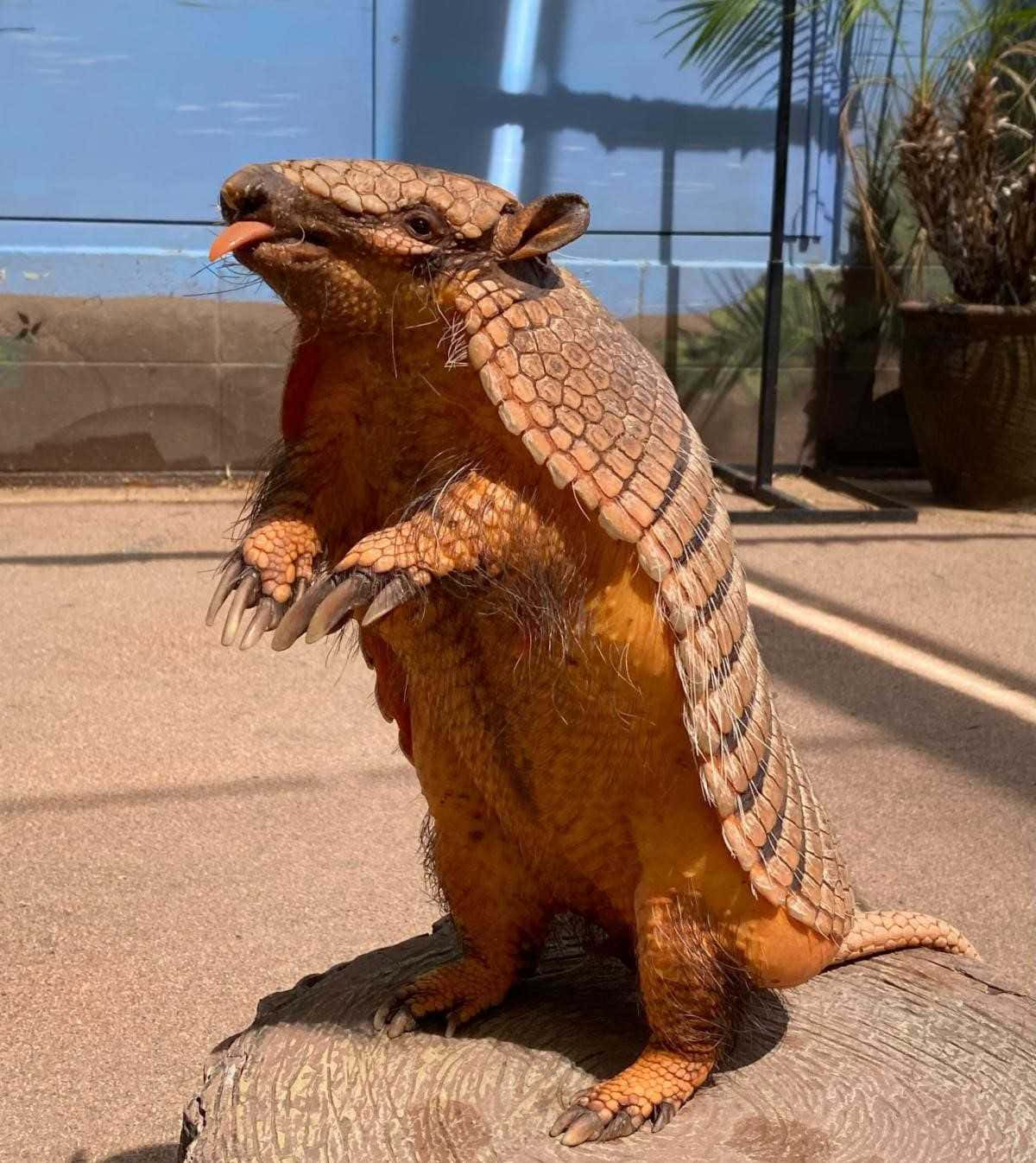 Armadillo Standing Tongue Out Background