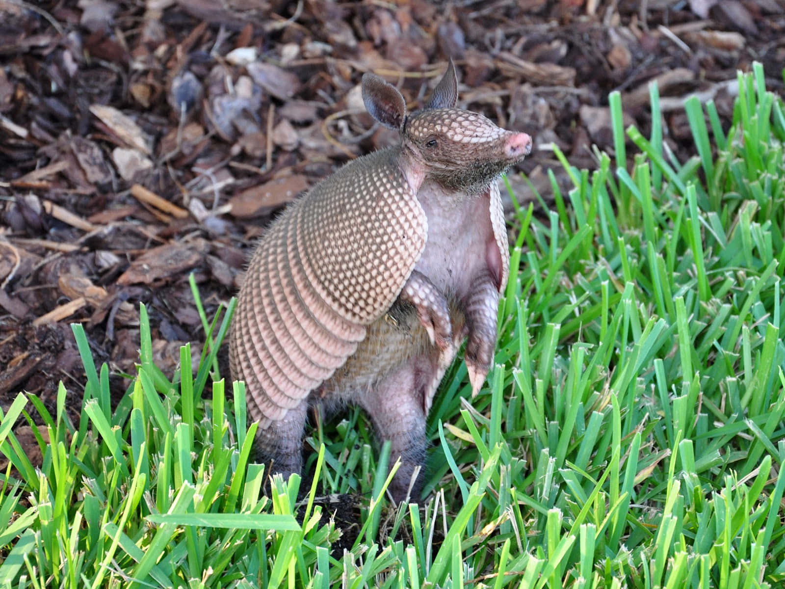 Armadillo Standingin Grass