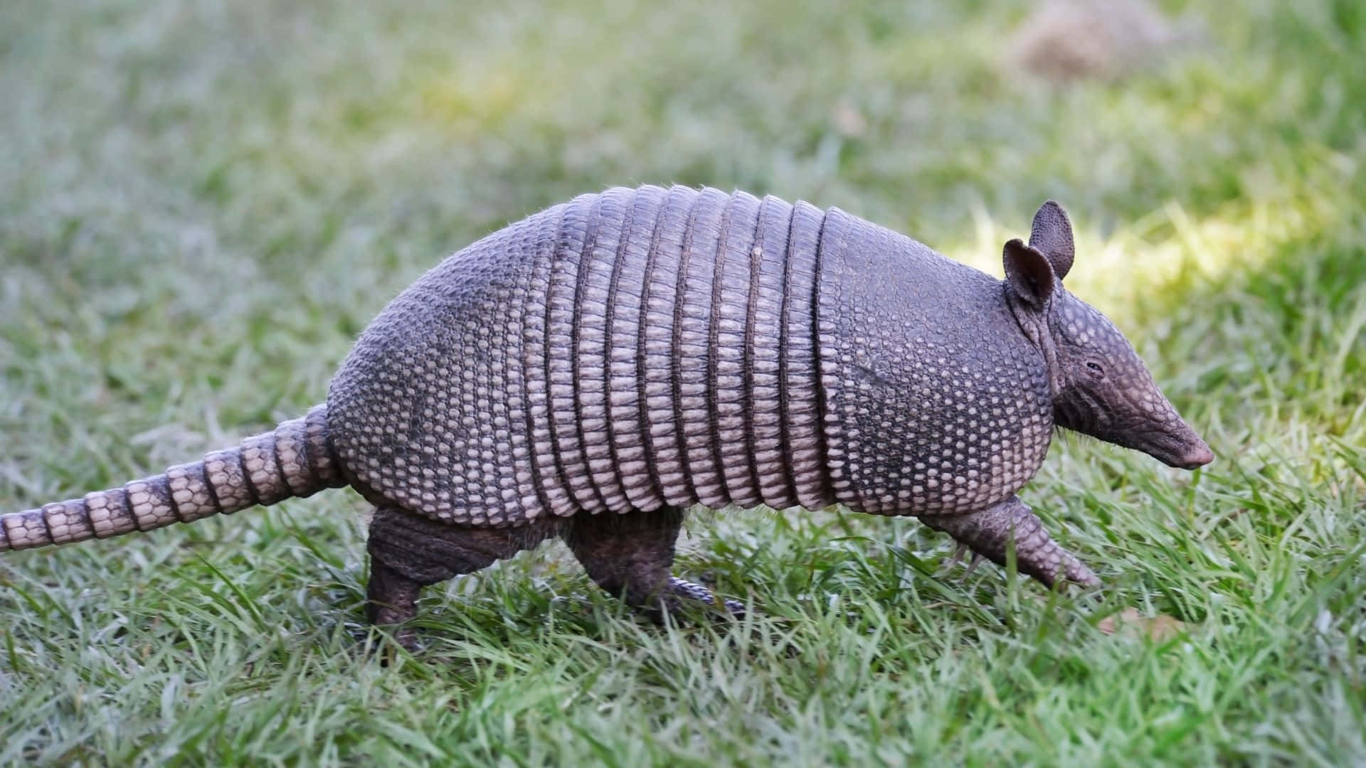 Armadillo Walking Through Grass