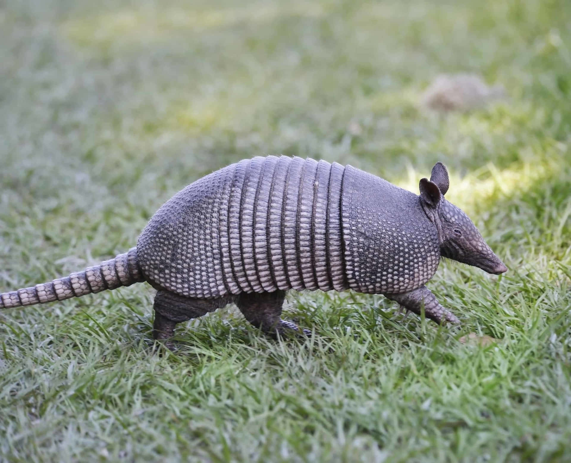 Armadillo Walkingon Grass