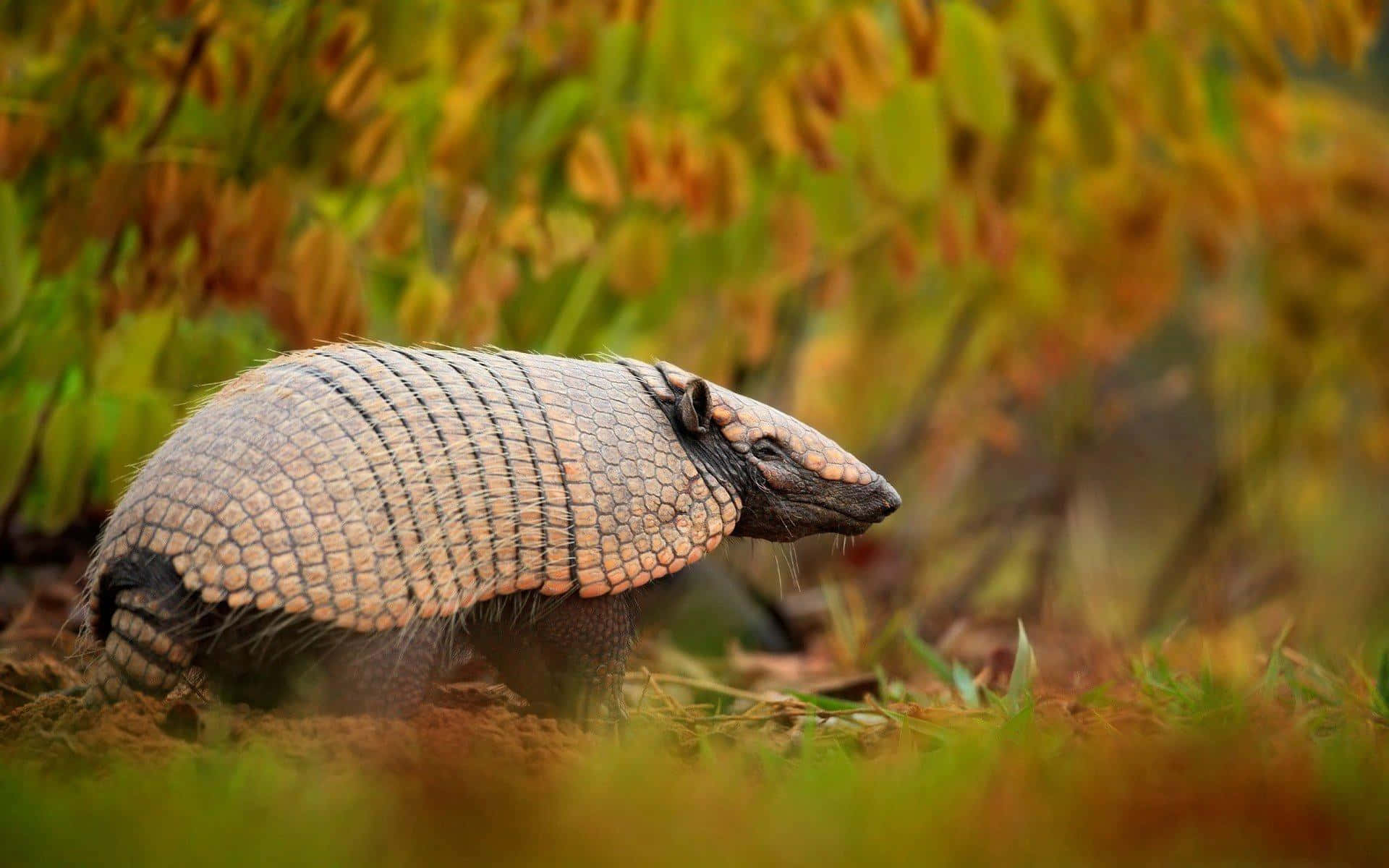 Armadilloin Autumn Foliage.jpg