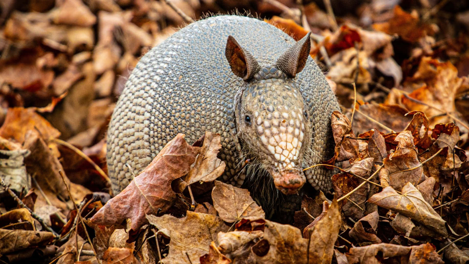 Armadilloin Autumn Leaves