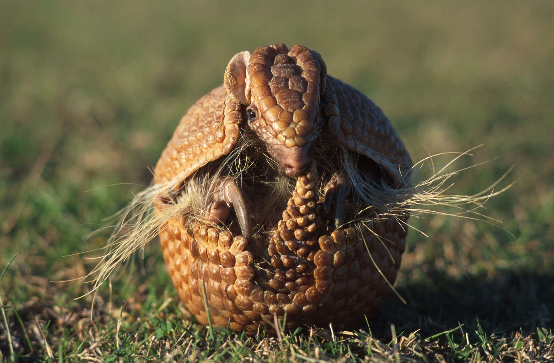 Armadilloin Defensive Ball.jpg