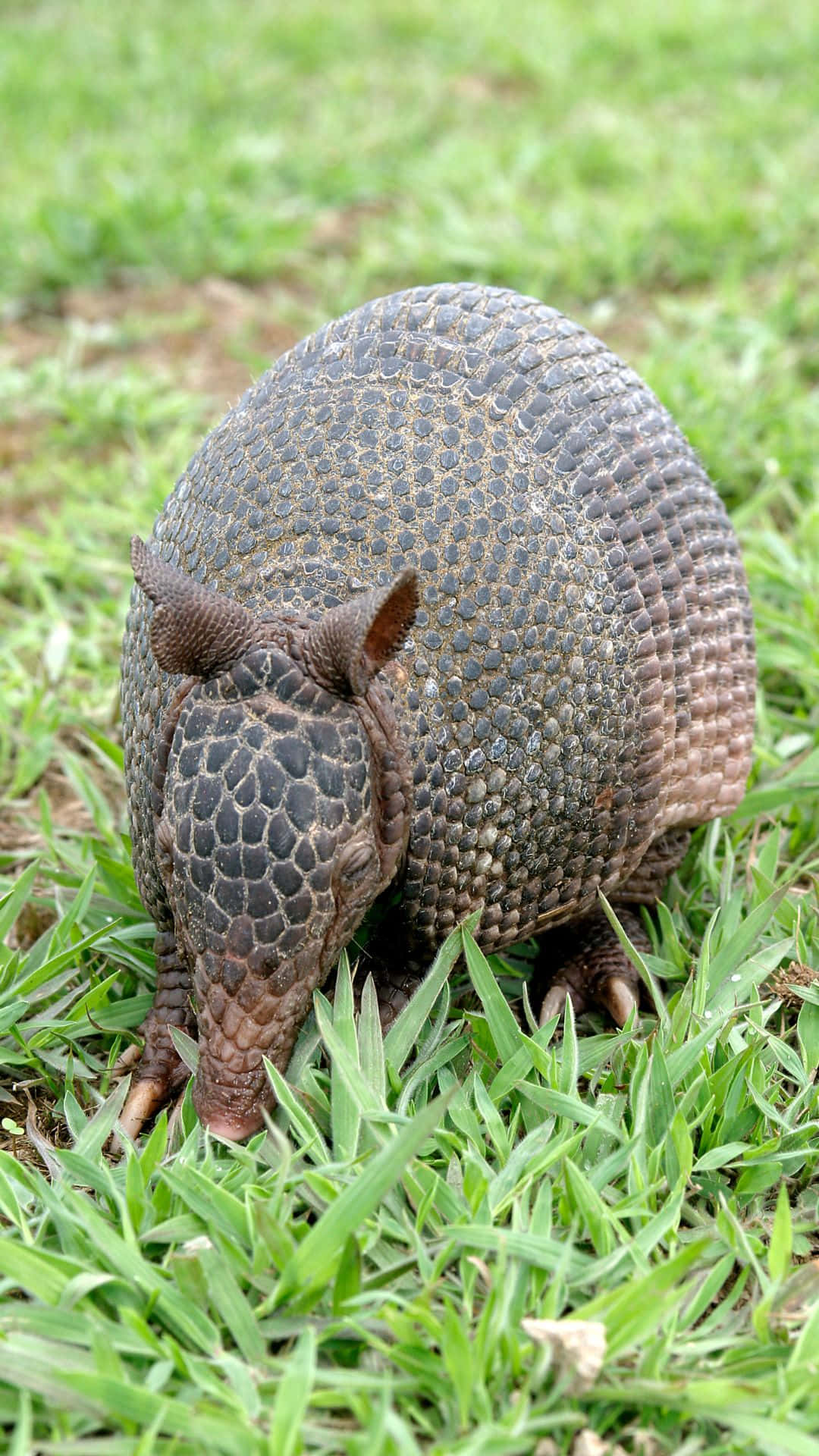 Armadilloin Grass