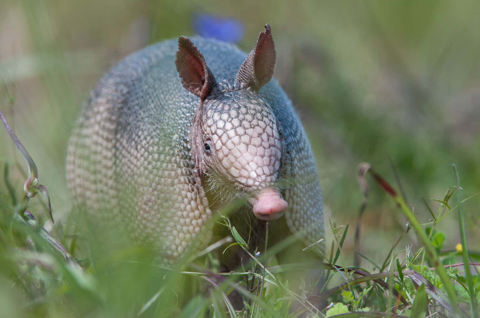 Armadilloin Grass.jpg