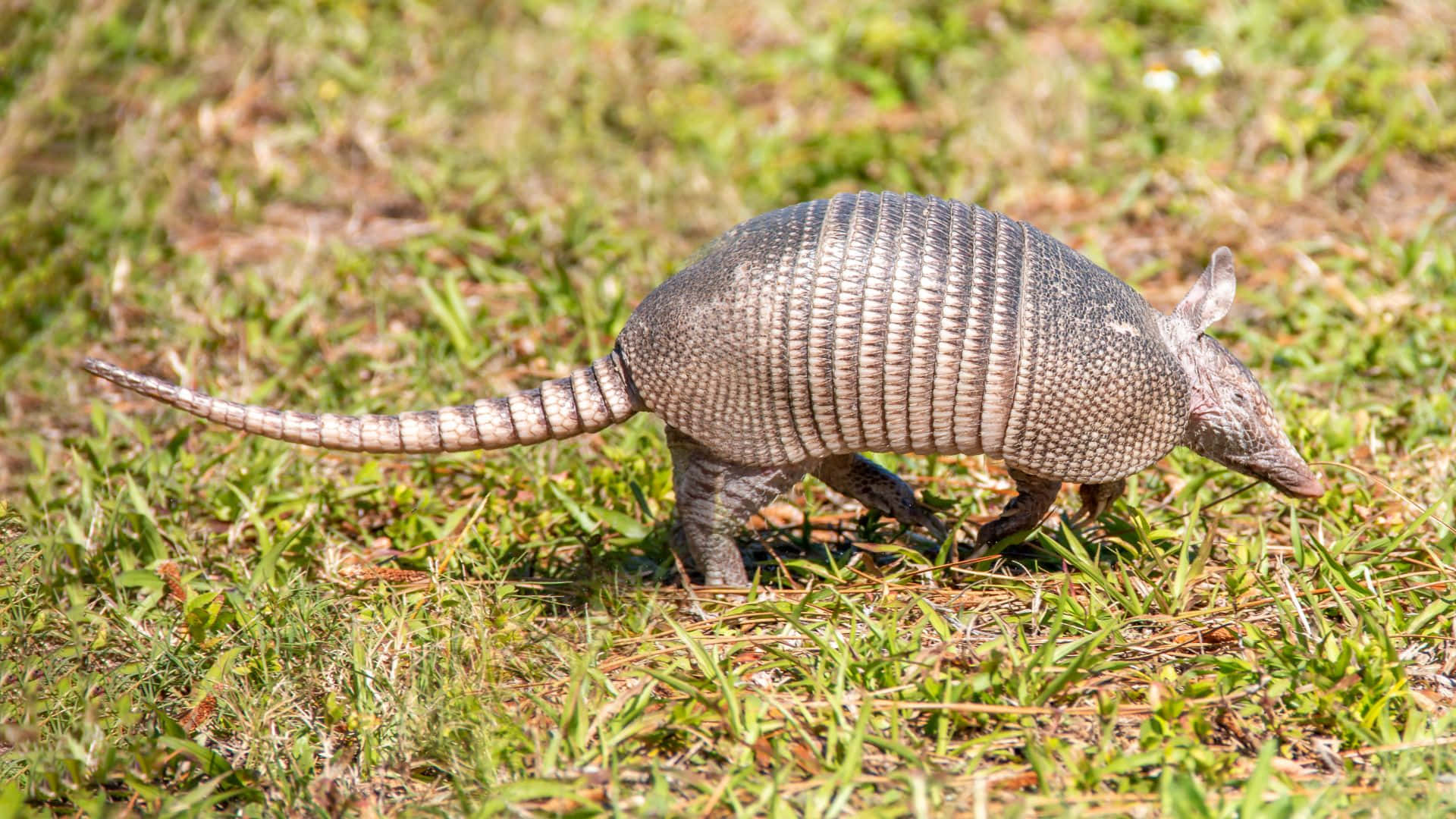 Armadilloin Grass.jpg