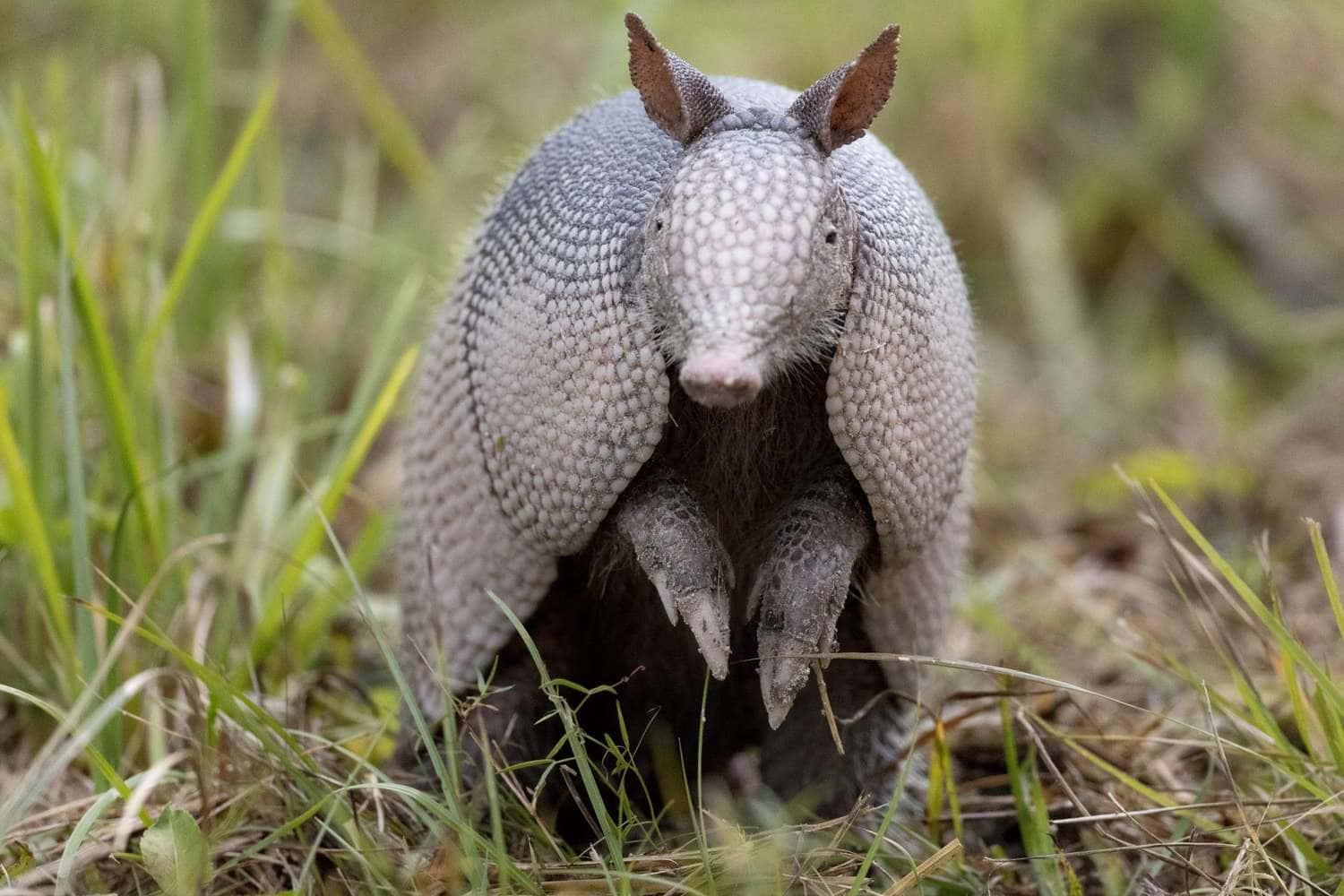 Armadilloin Grass.jpg