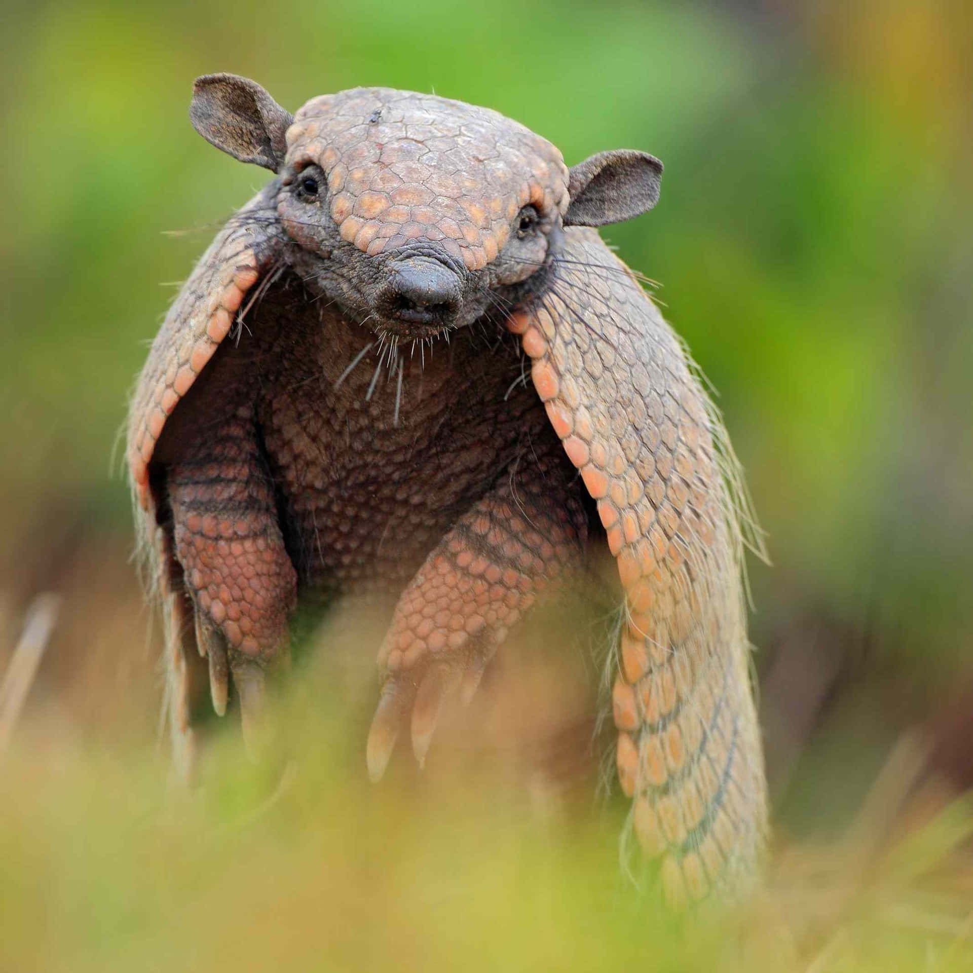 Armadilloin Grass Background