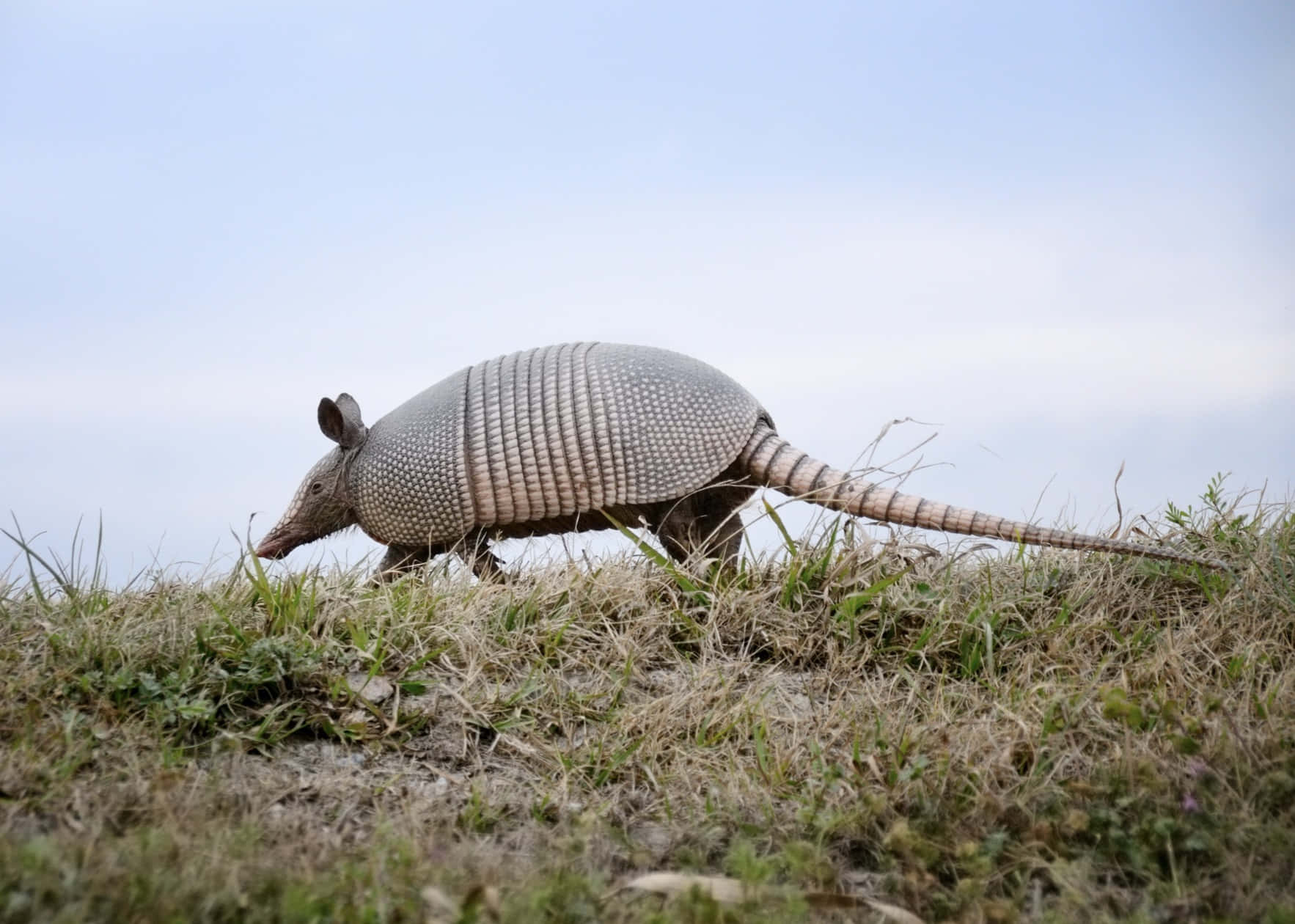 Armadilloin Grassland.jpg Background