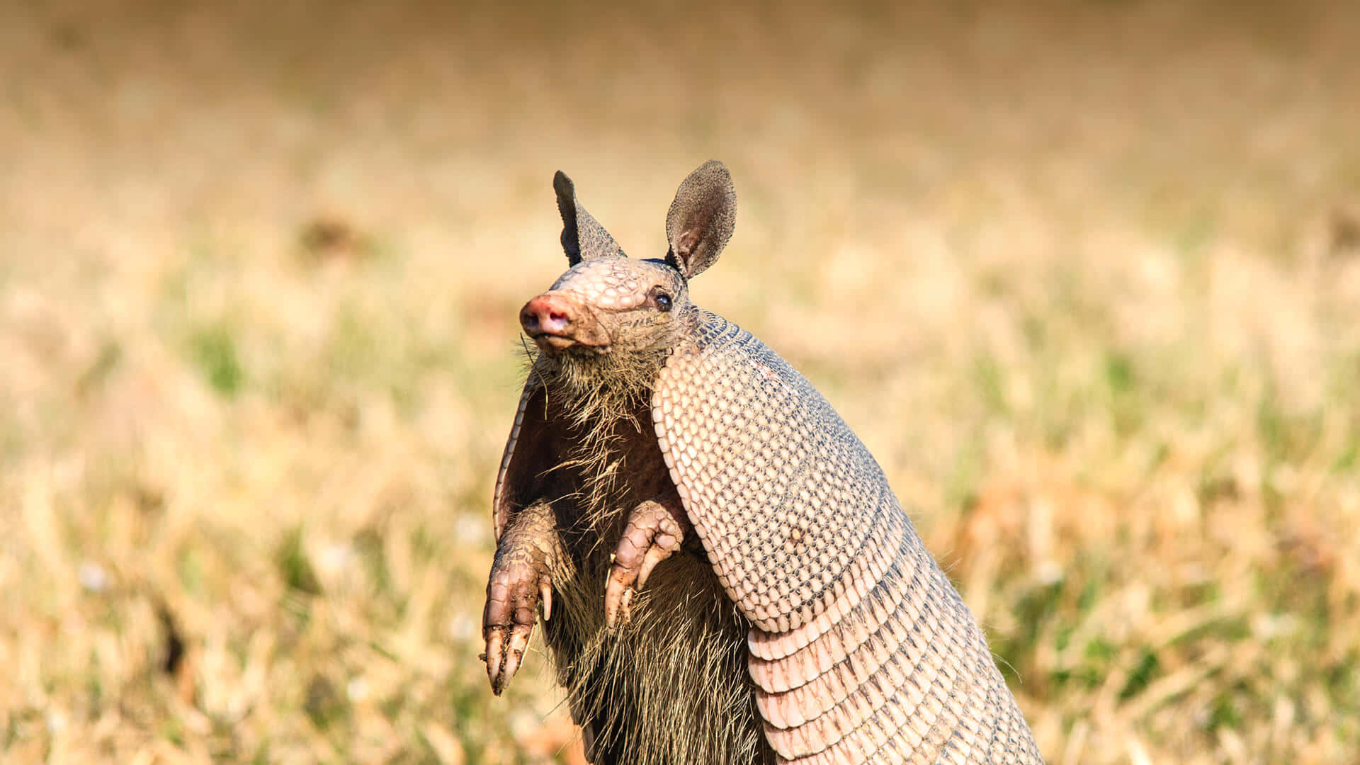 Armadilloin Grassland.jpg Background