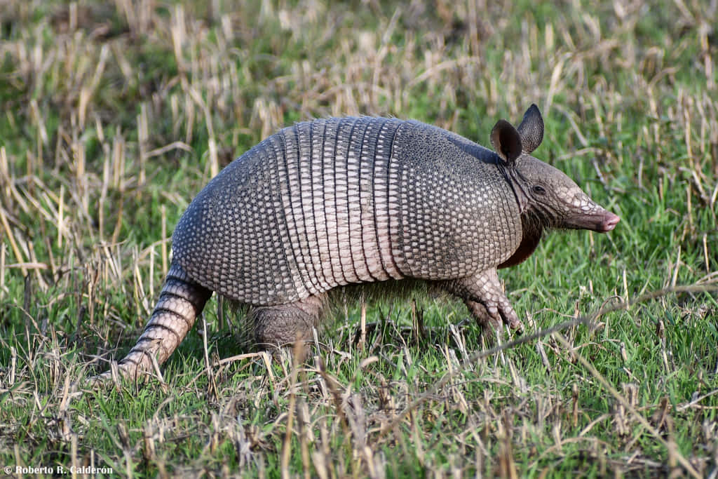 Armadilloin Grassland.jpg Background