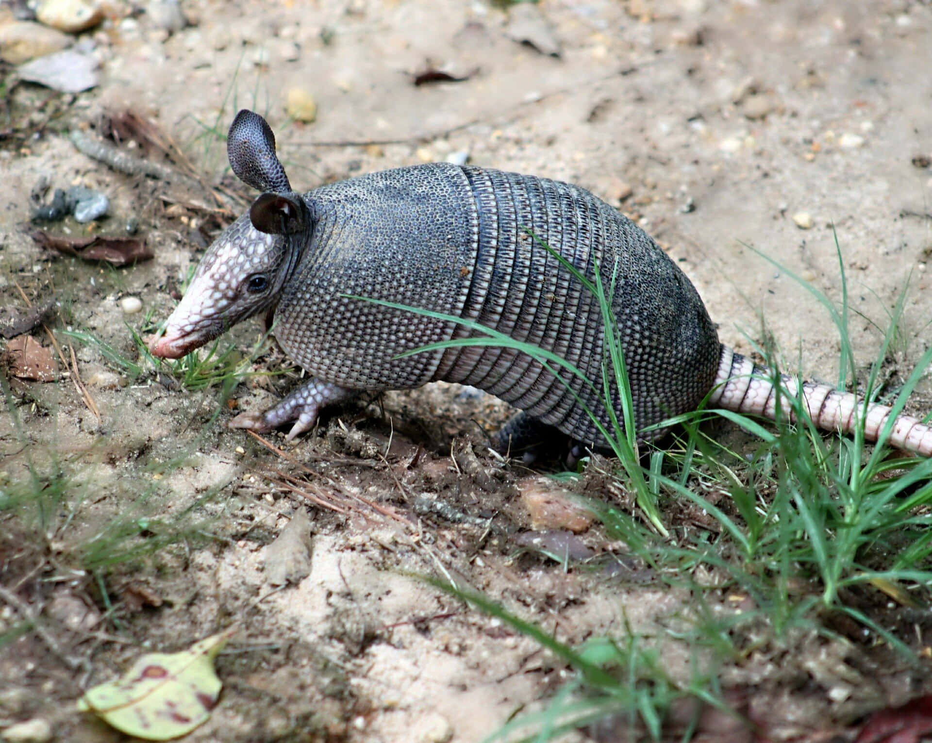 Armadilloin Natural Habitat