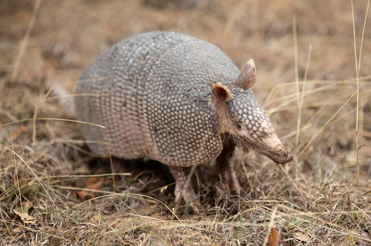 Armadilloin Natural Habitat Background