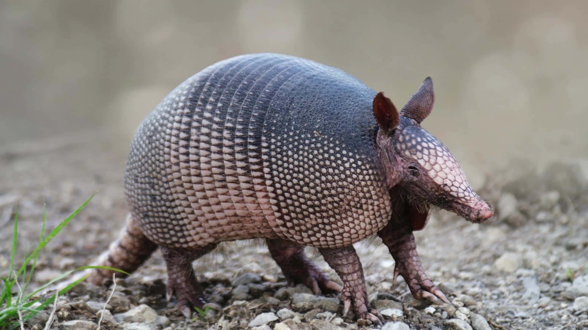 Armadilloin Natural Habitat