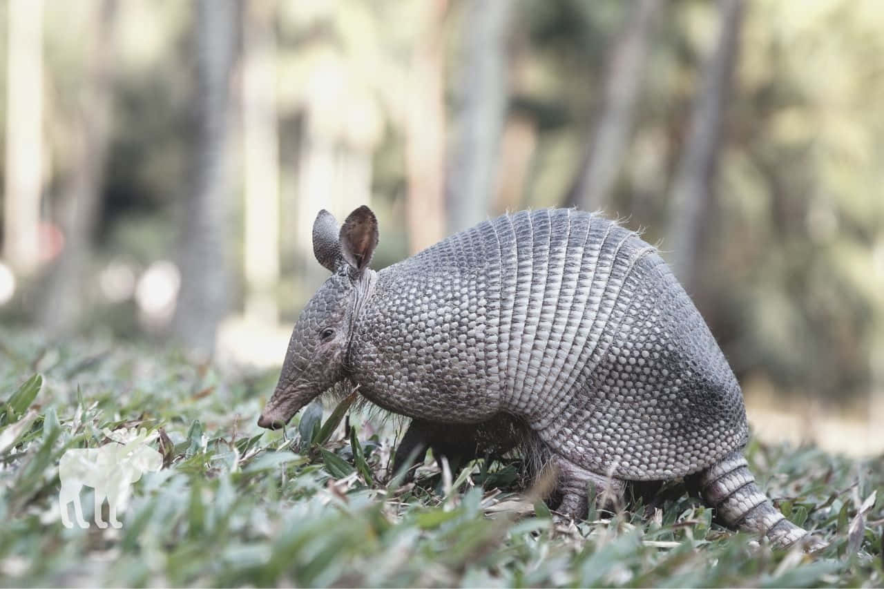 Armadilloin Natural Habitat