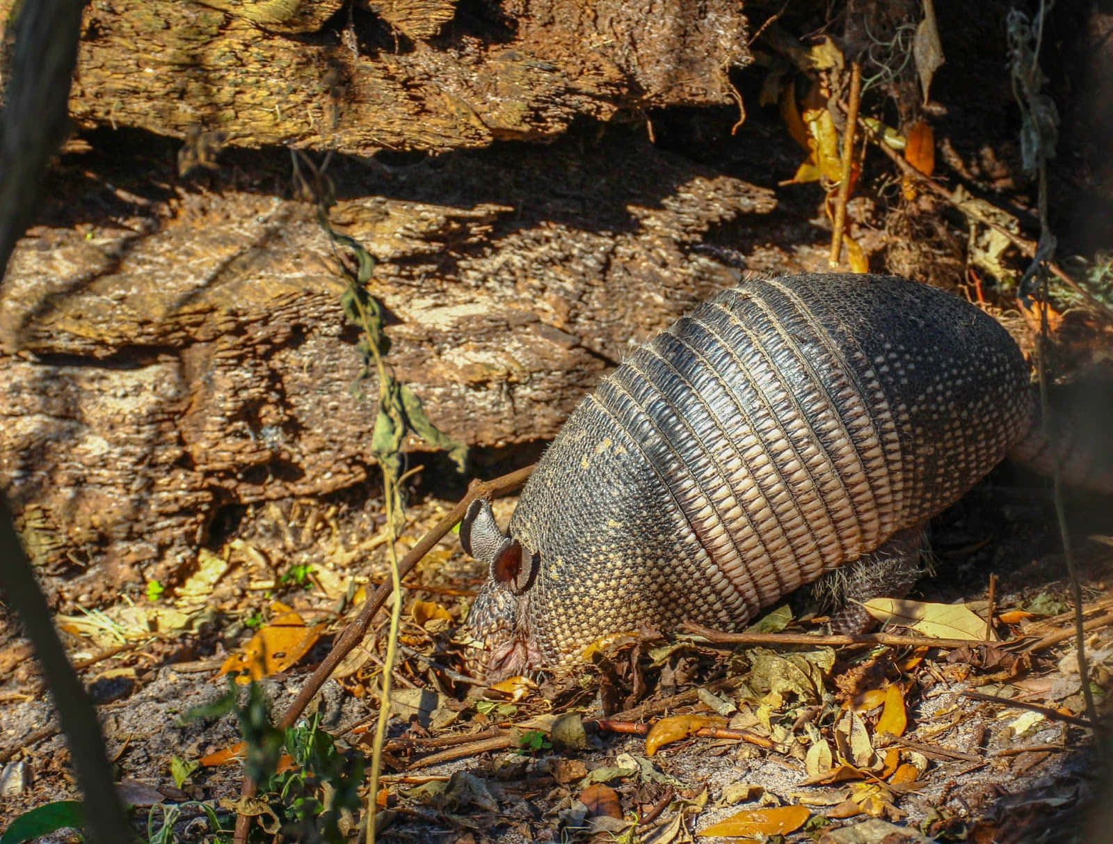 Armadilloin Natural Habitat Background