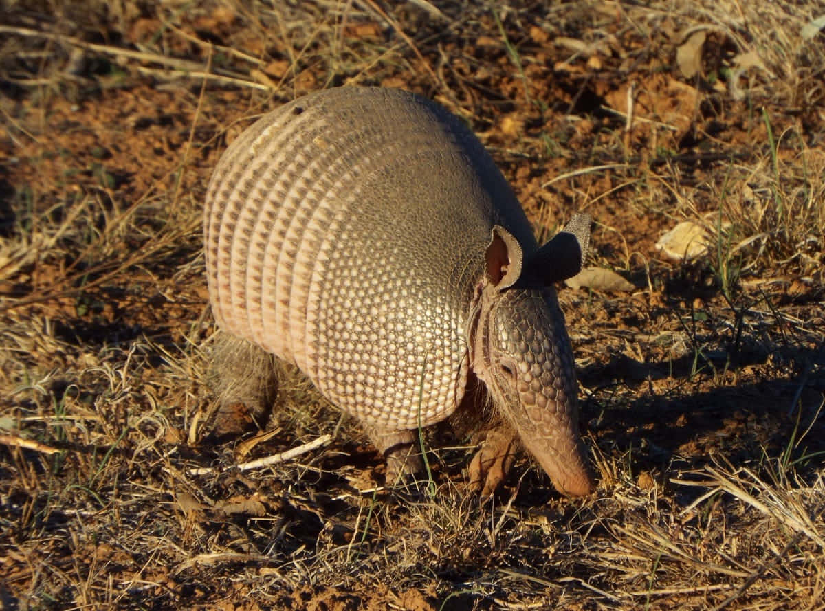 Armadilloin Natural Habitat