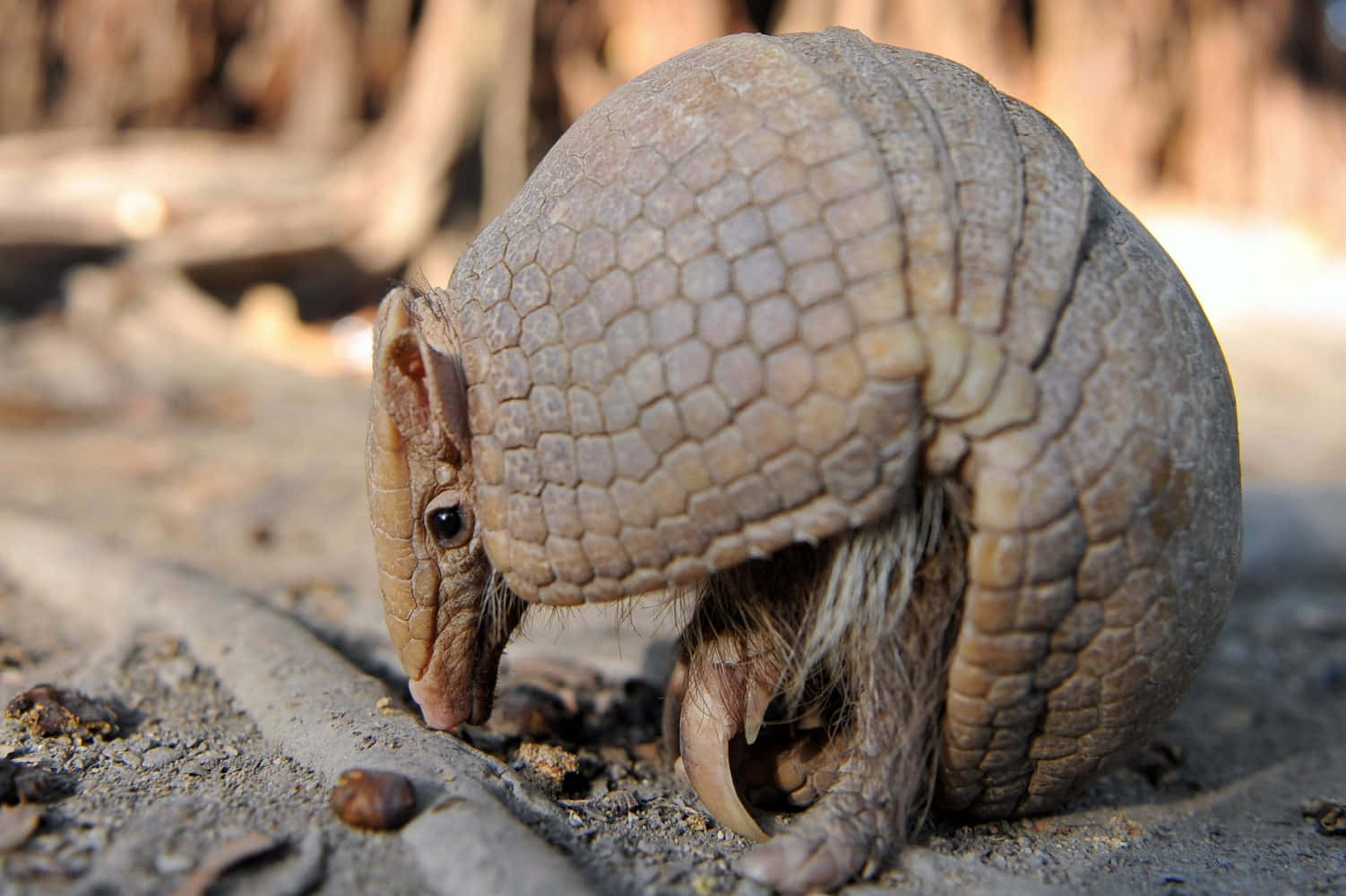 Armadilloin Natural Habitat Background