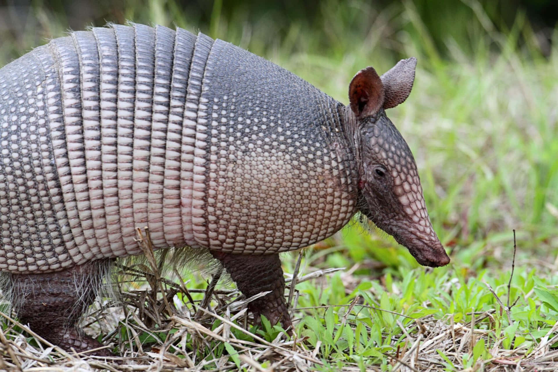 Armadilloin Natural Habitat