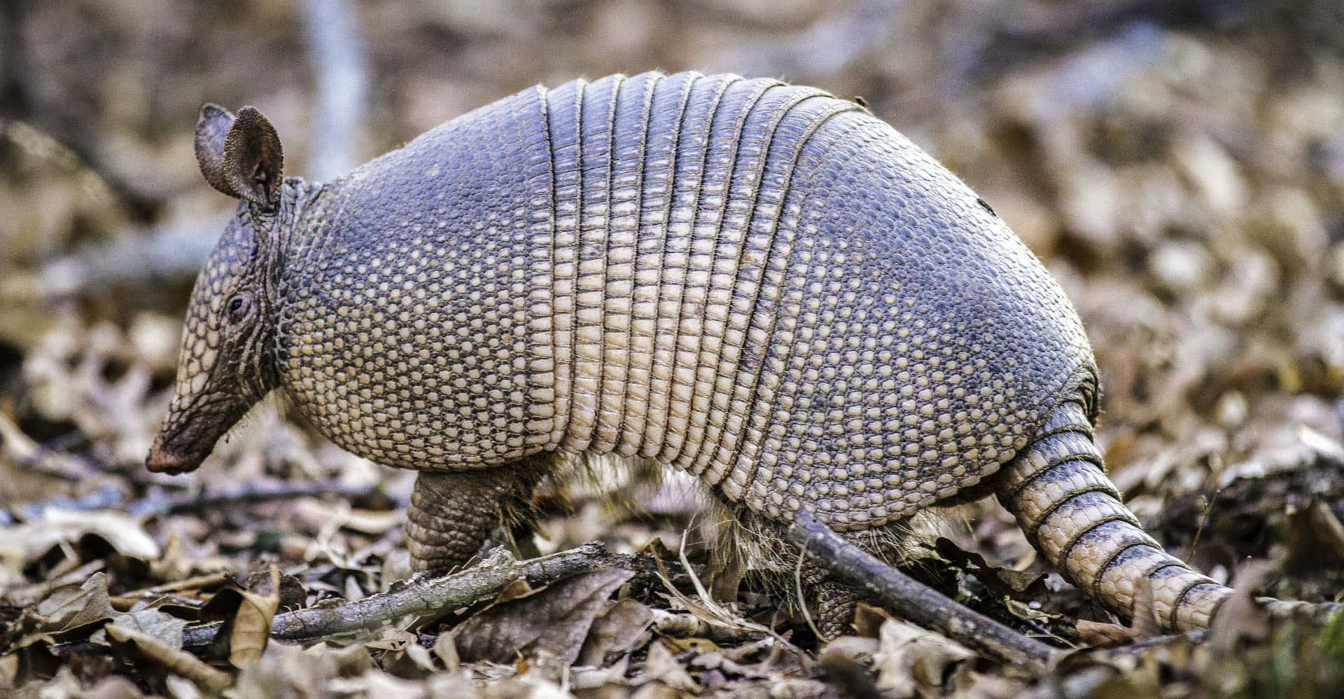 Armadilloin Natural Habitat Background