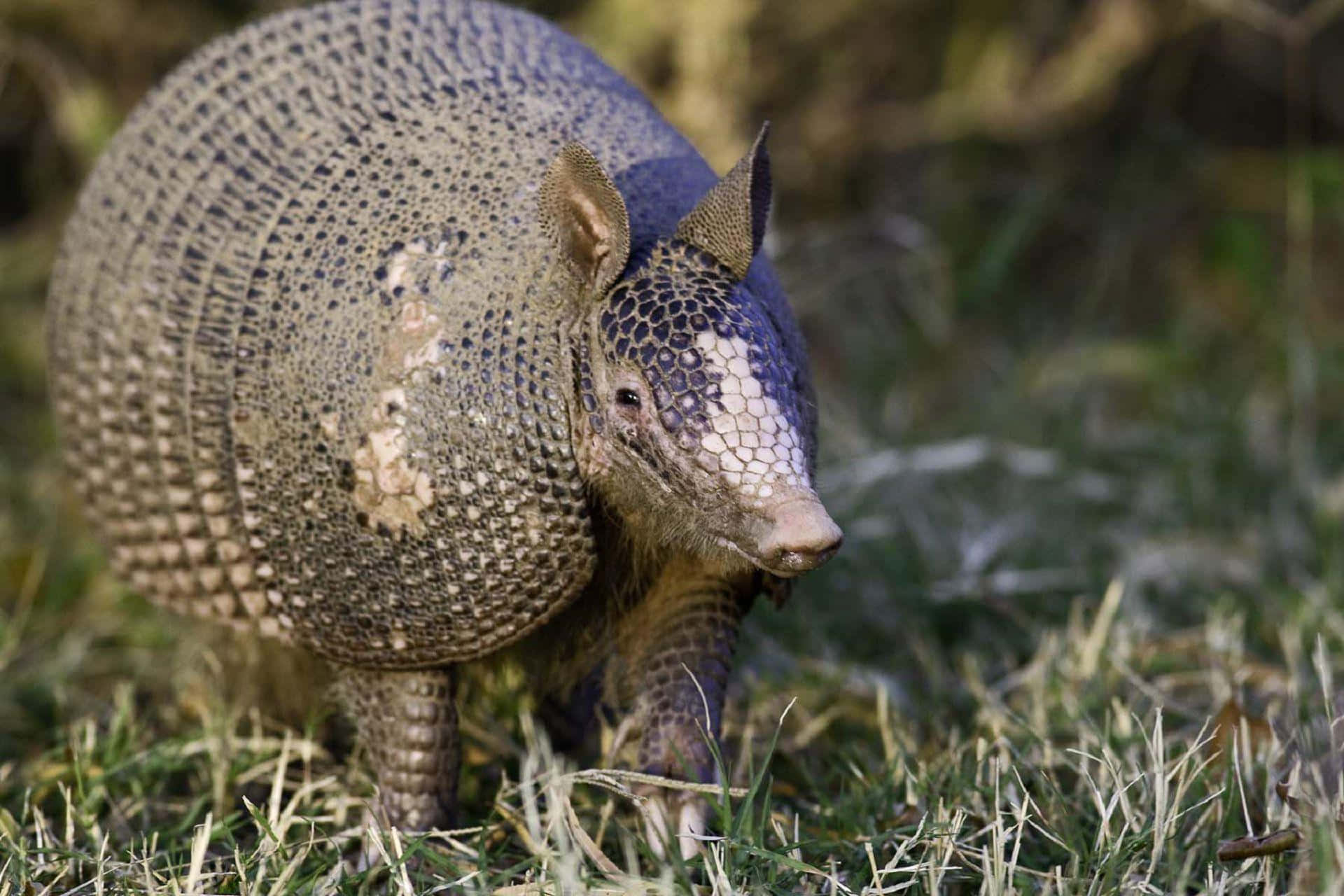 Armadilloin Natural Habitat.jpg