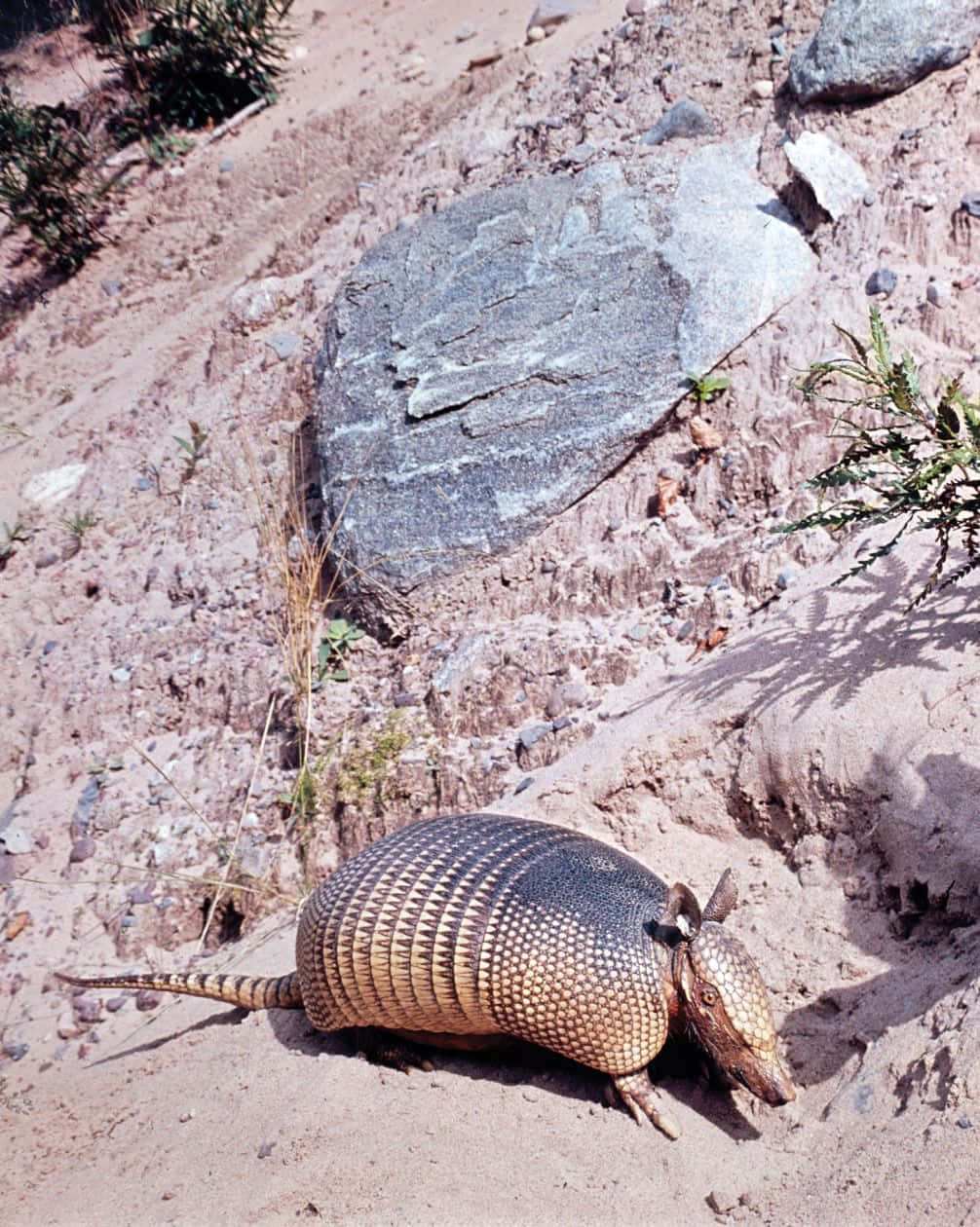 Armadilloin Natural Habitat.jpg Background