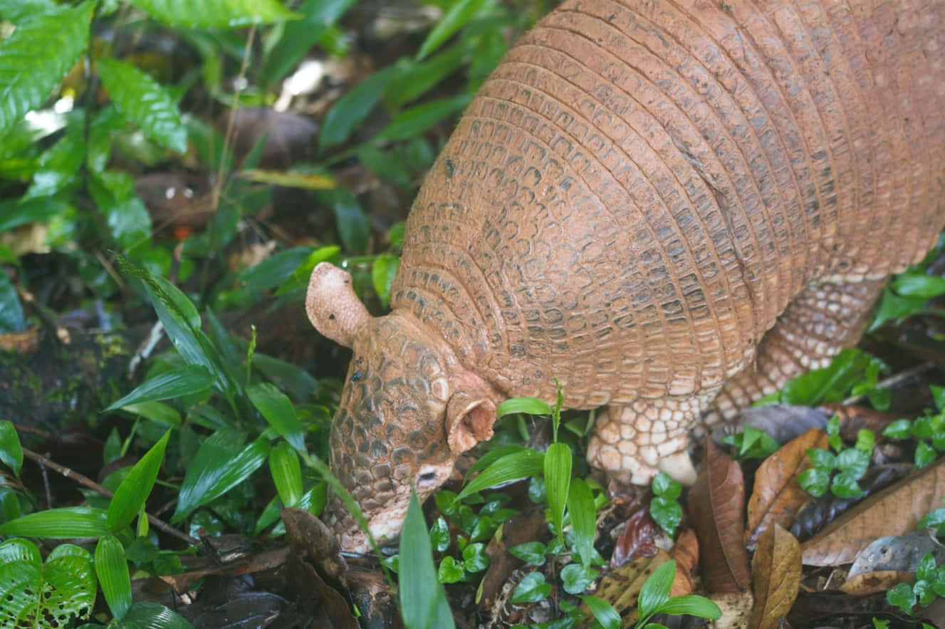 Armadilloin Natural Habitat.jpg