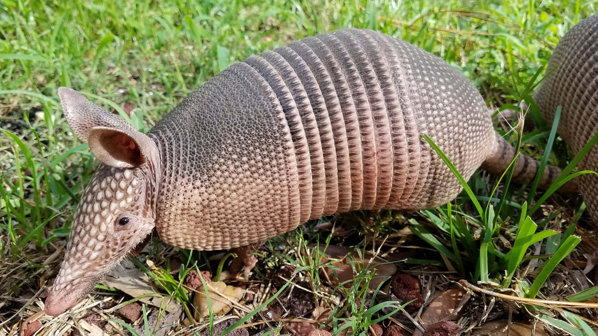 Armadilloin Natural Habitat.jpg