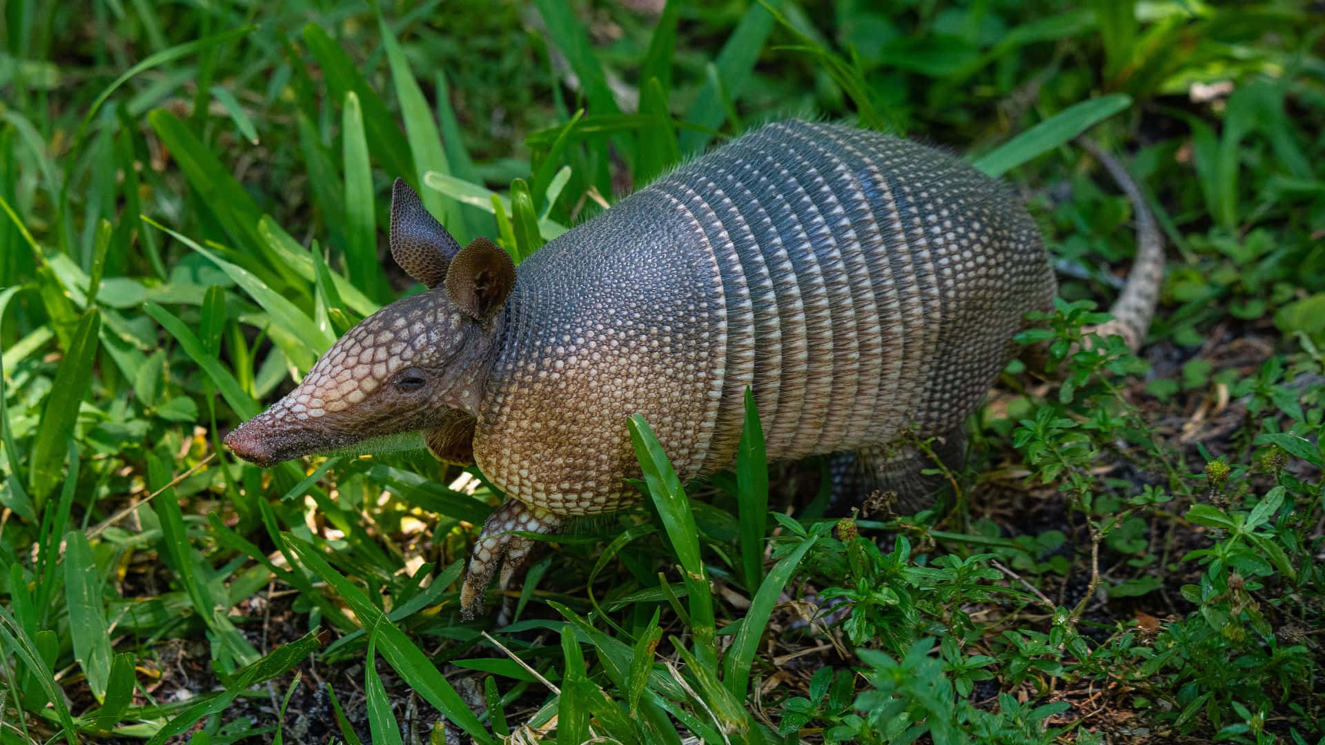 Armadilloin Natural Habitat.jpg