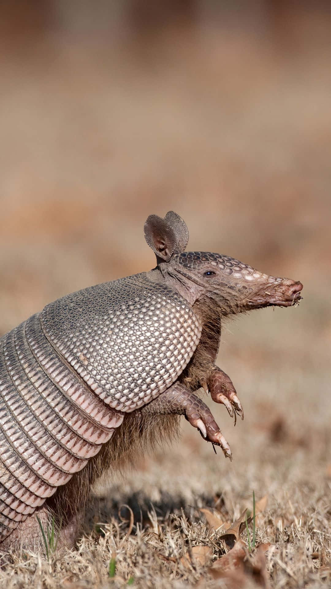 Armadilloin Natural Habitat.jpg