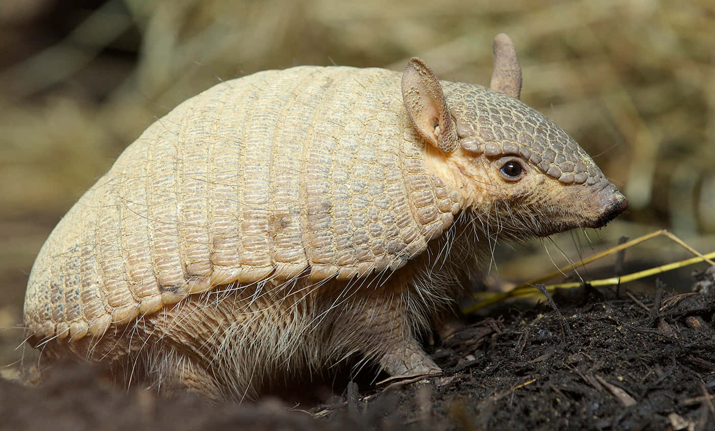 Armadilloin Natural Habitat.jpg Background