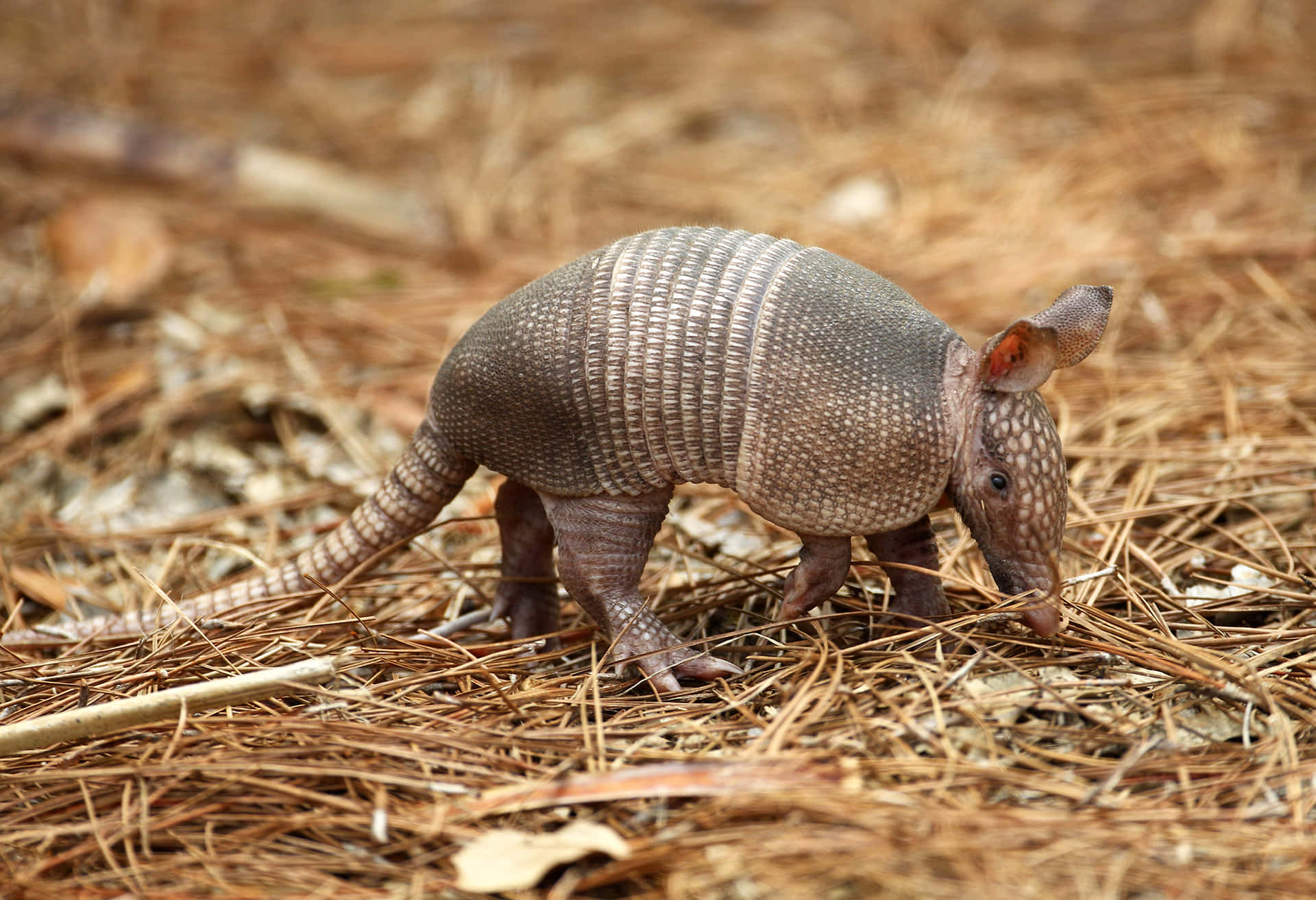 Armadilloin Natural Habitat.jpg