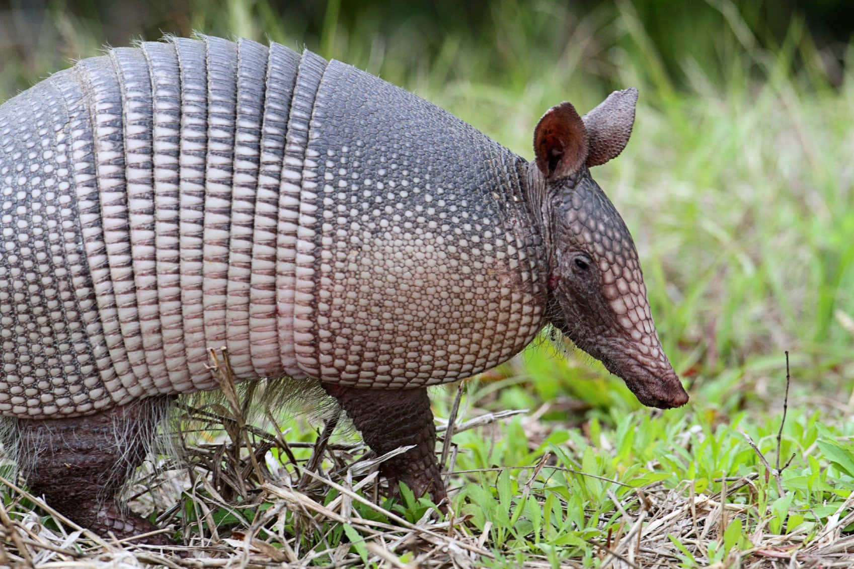 Armadilloin Natural Habitat Background