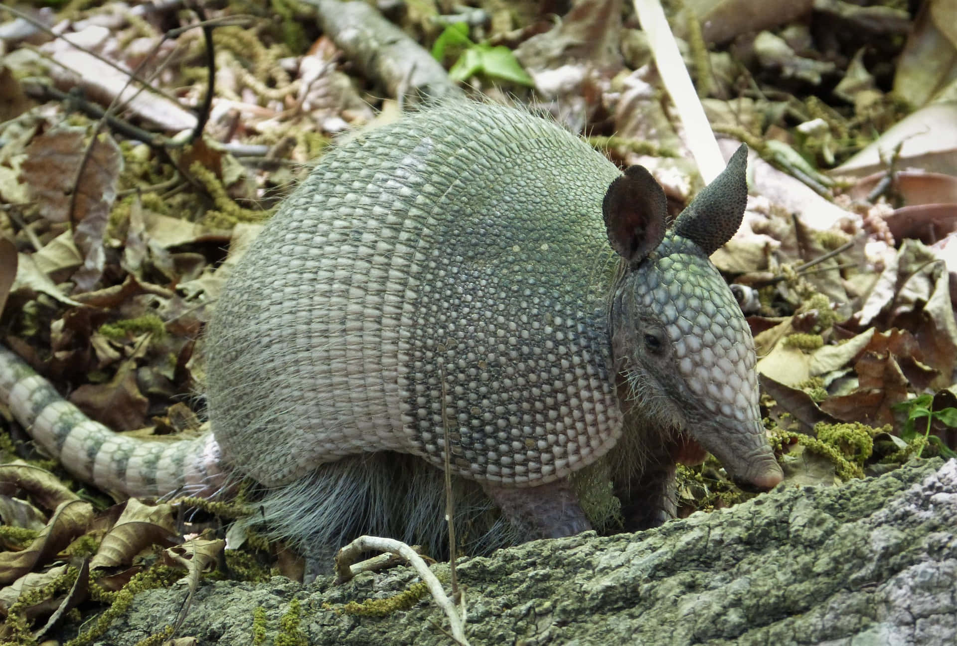 Armadilloin Natural Habitat