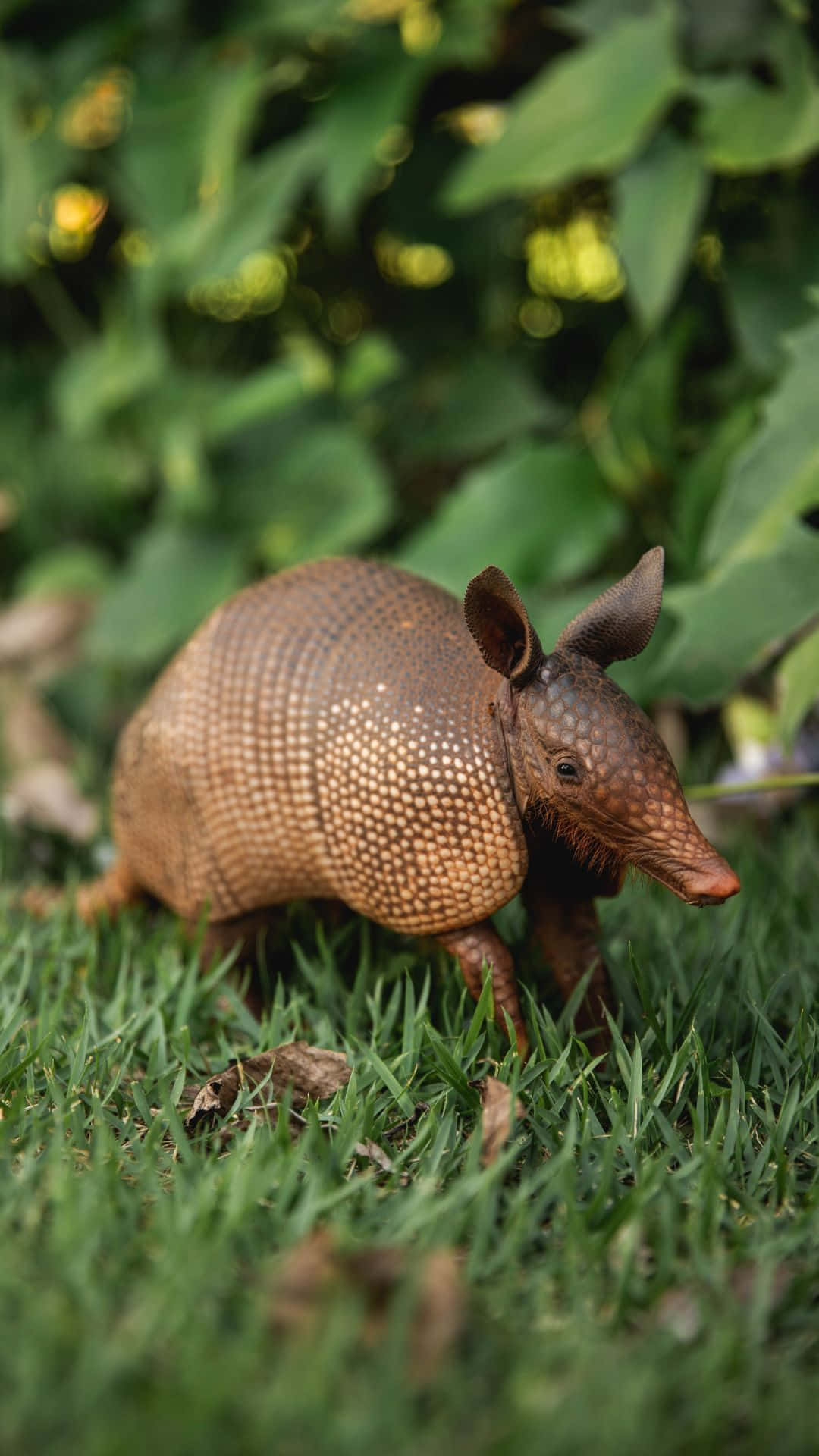 Armadilloin Natural Habitat