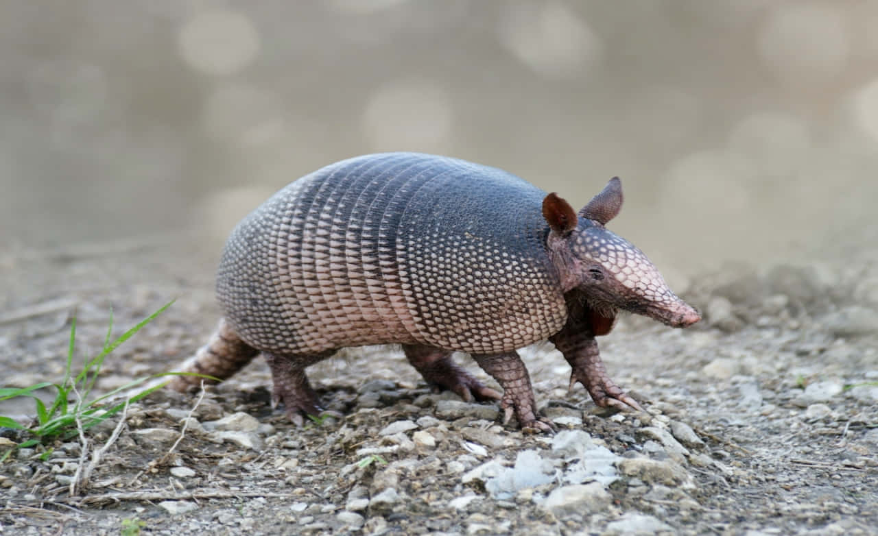 Armadilloin Natural Habitat Background