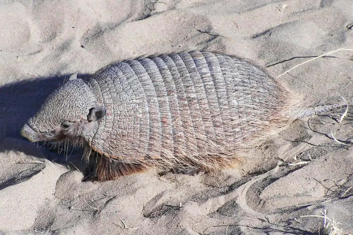 Armadilloon Sand Background