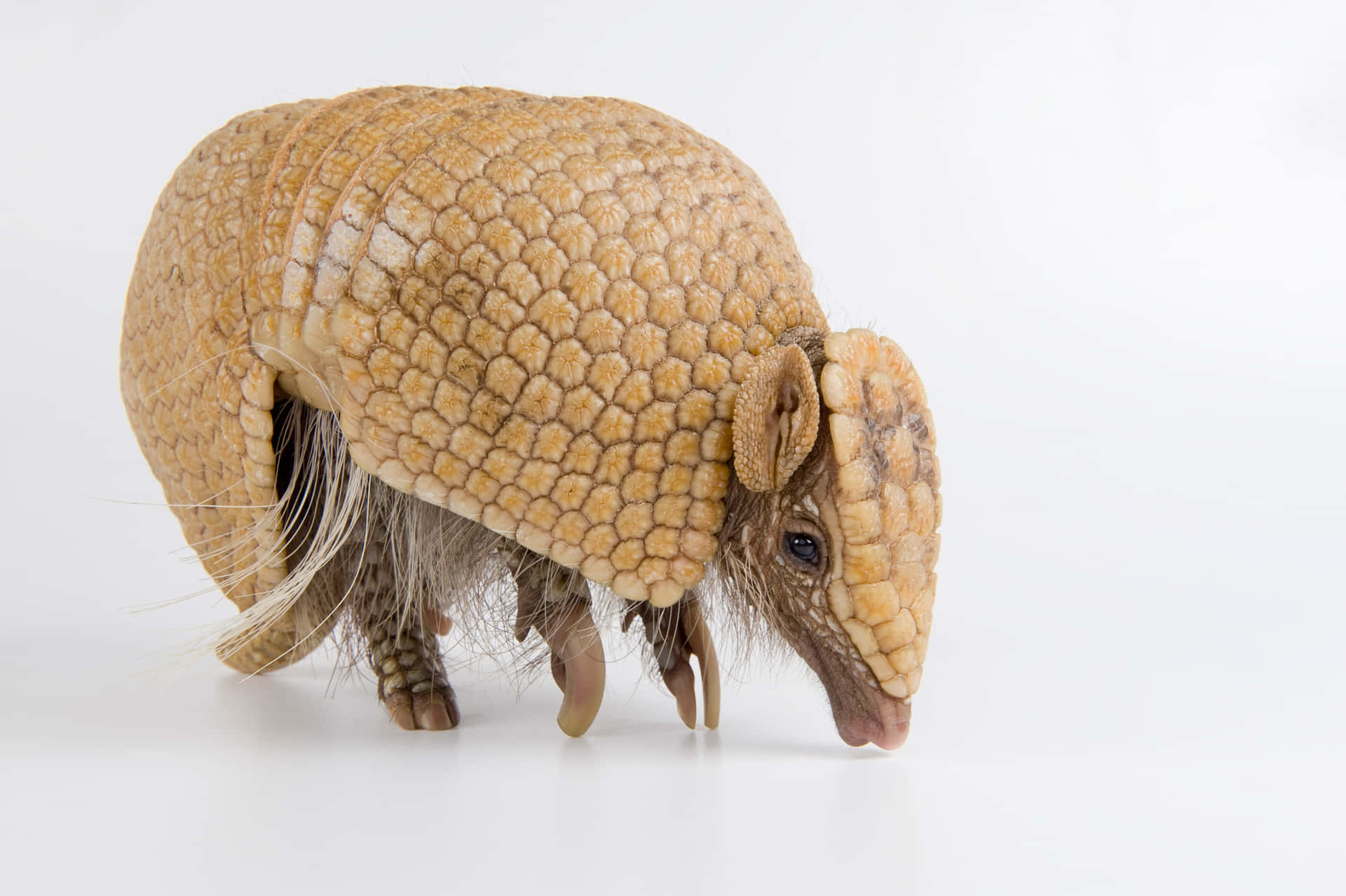 Armadilloon White Background Background