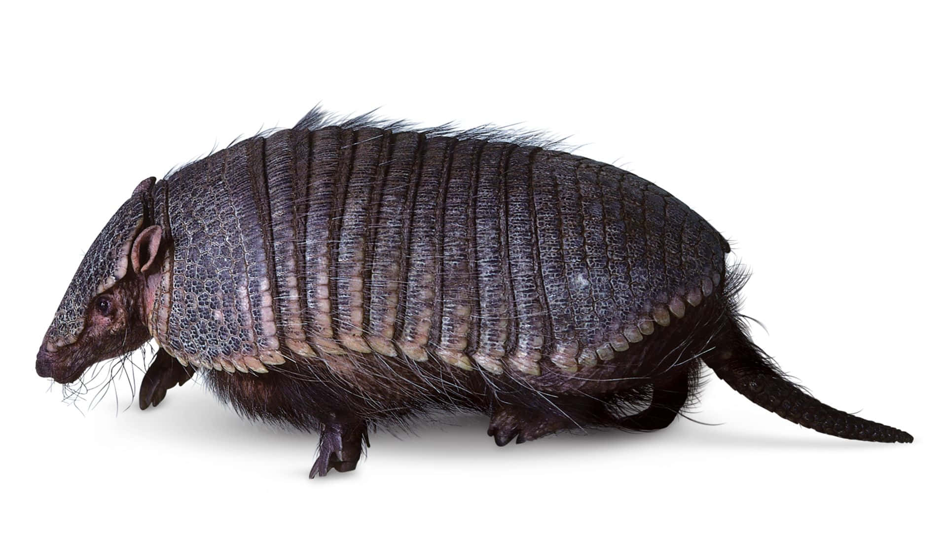 Armadilloon White Background Background