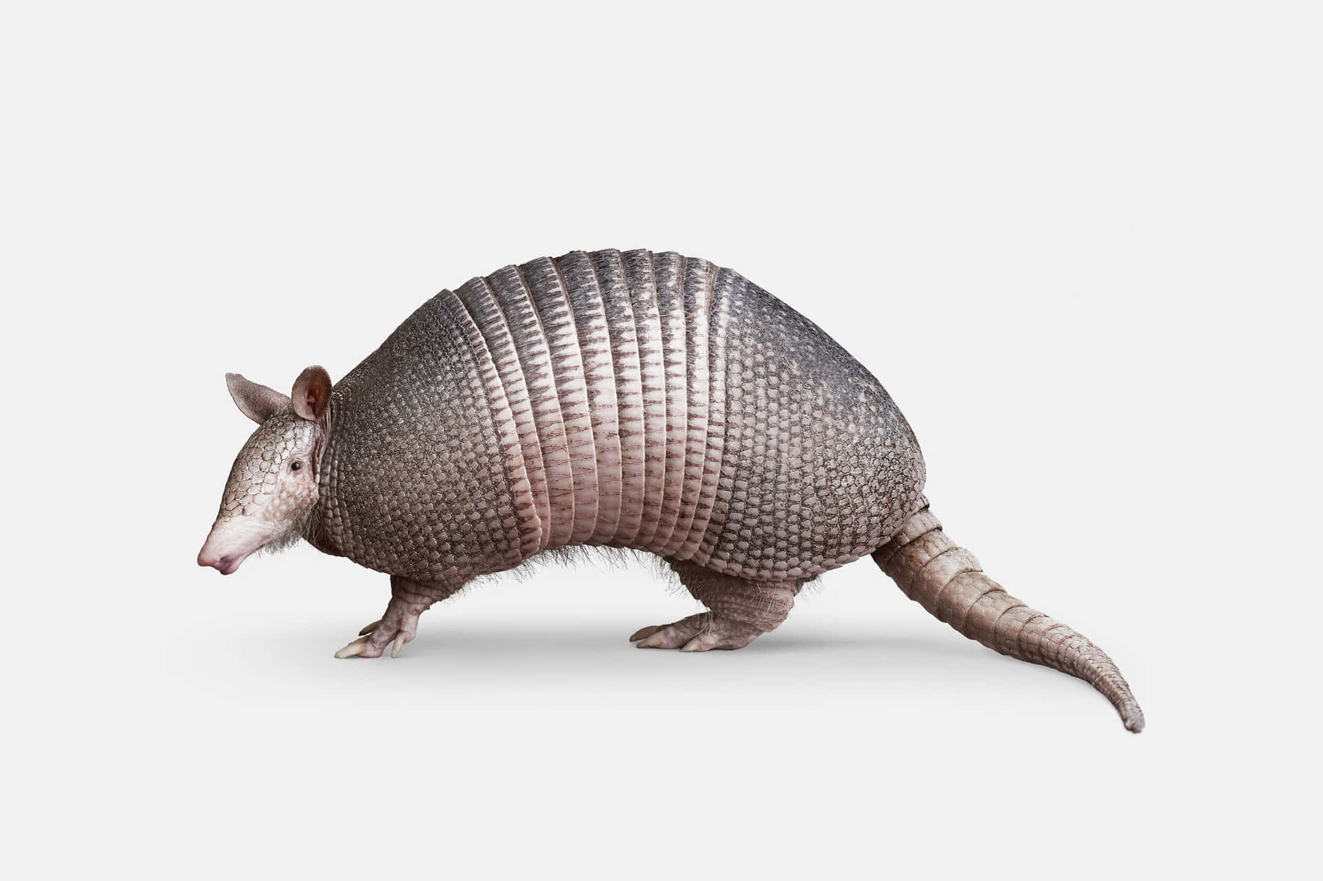 Armadilloon White Background.jpg Background