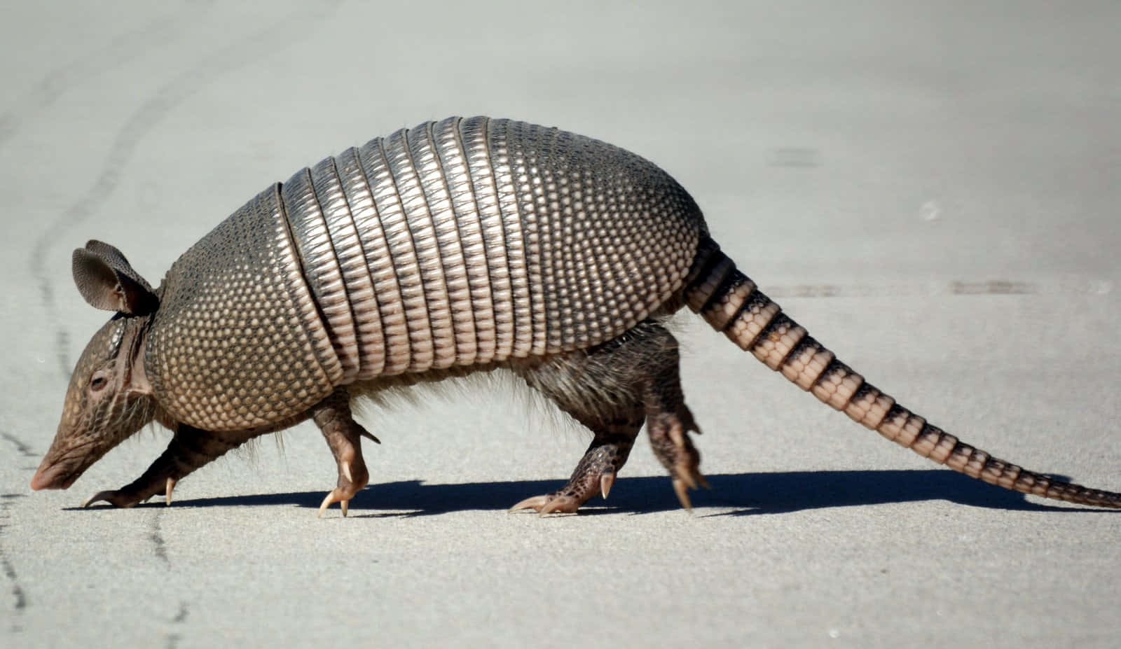 Armadilloonthe Move.jpg Background