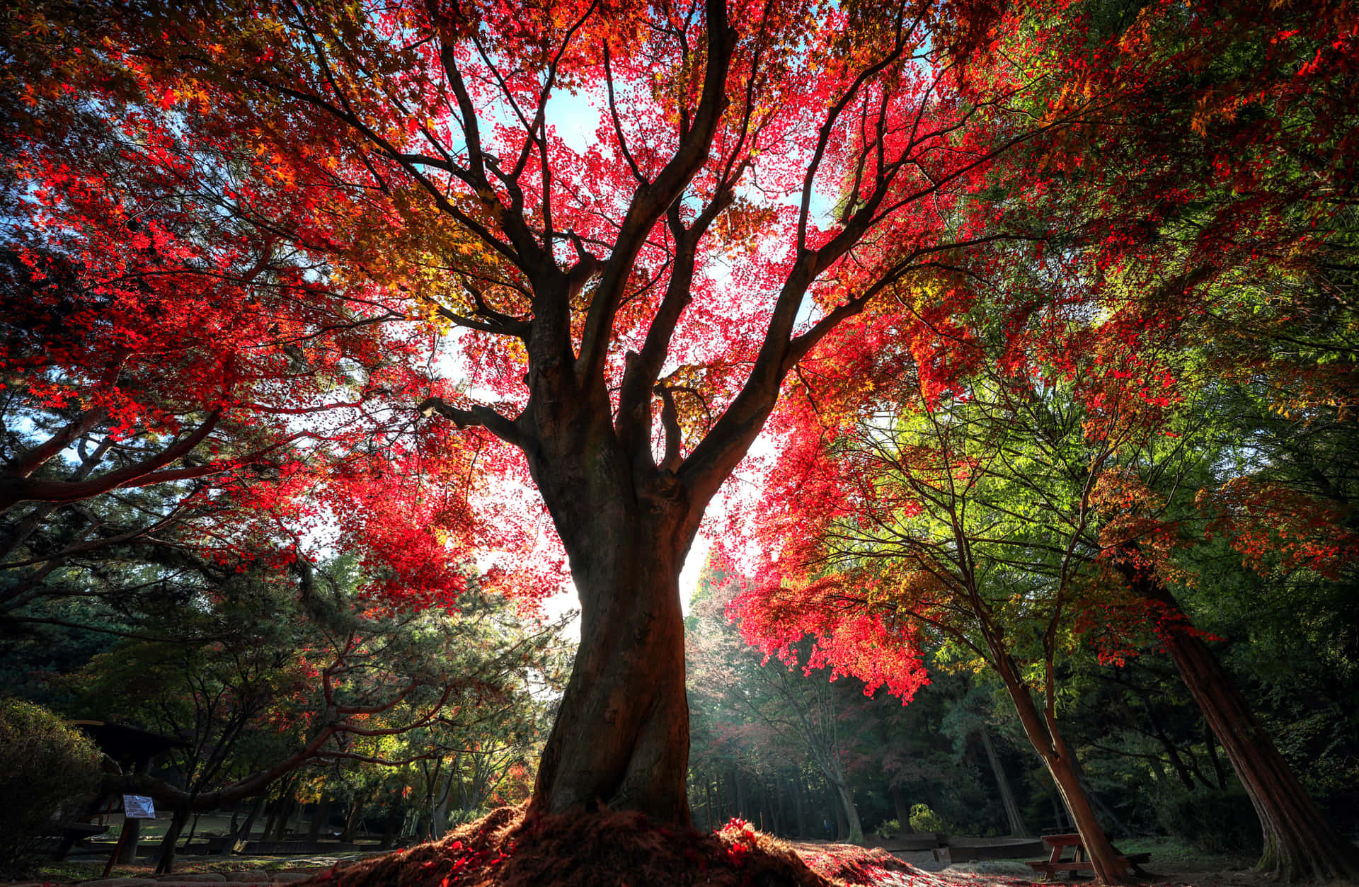 Aromatic Red Tree In A Stunning Nature Scene Background