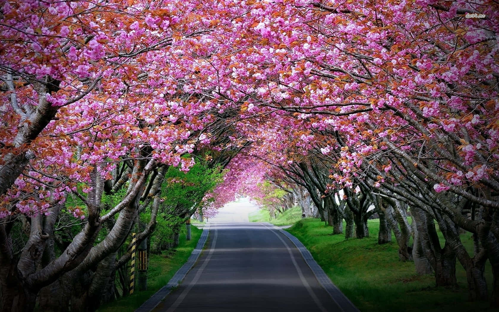 Aromatic Spring Night At The Cherry Blossom. Background