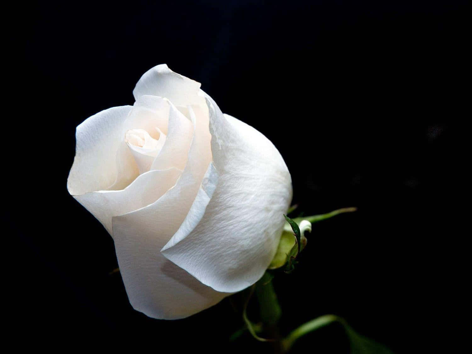 Aromatic White Rose