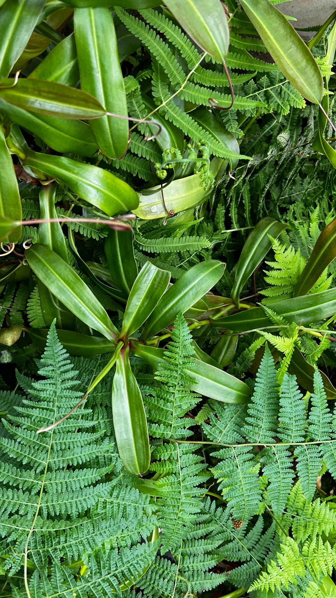 Array Of Green Leaves Amazing Iphone Background