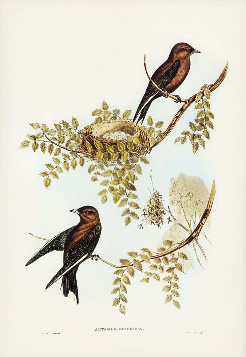 Artamus Sordid Painting Background