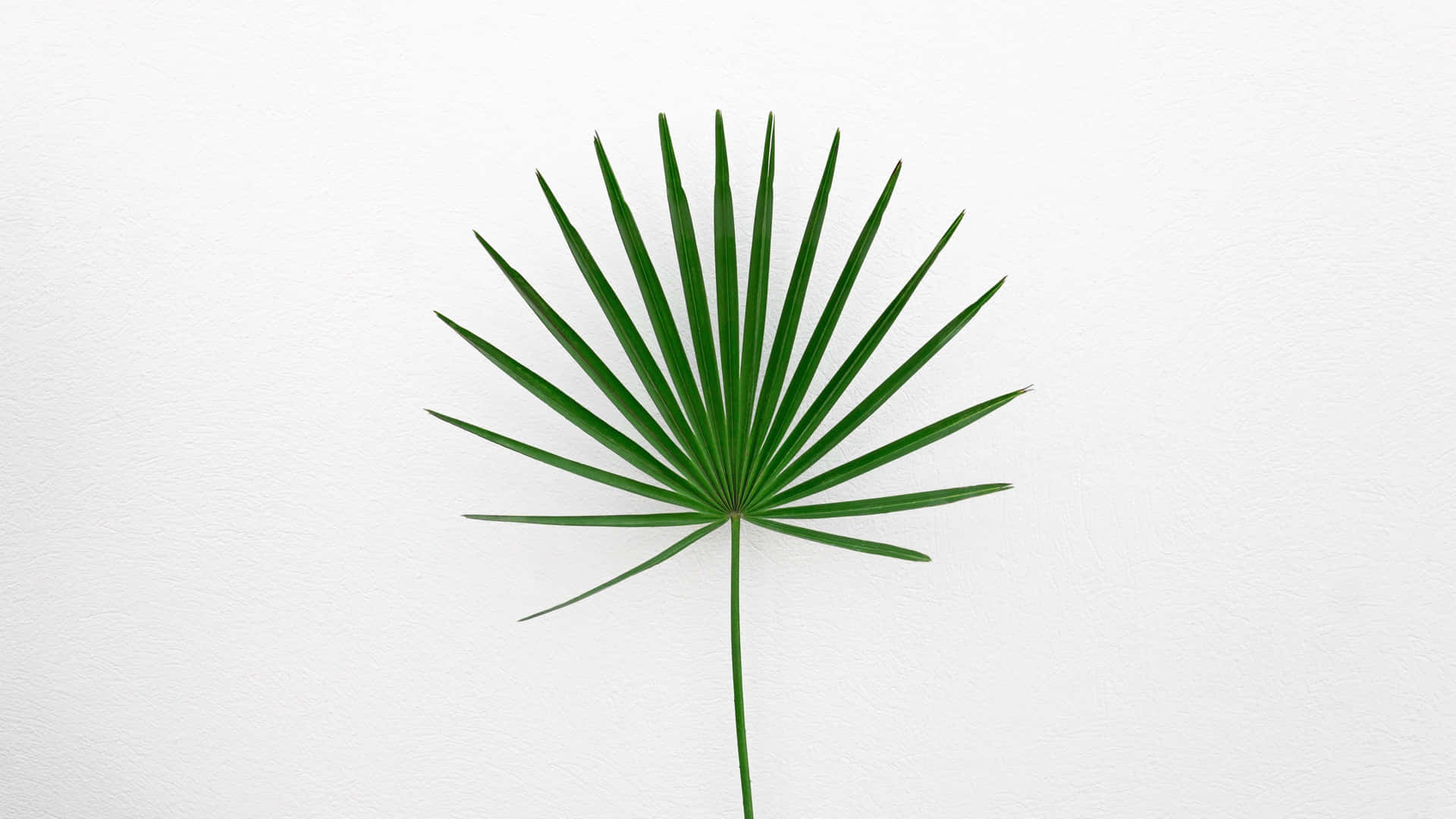 Artificial Image Minimalist Plant Desktop Background