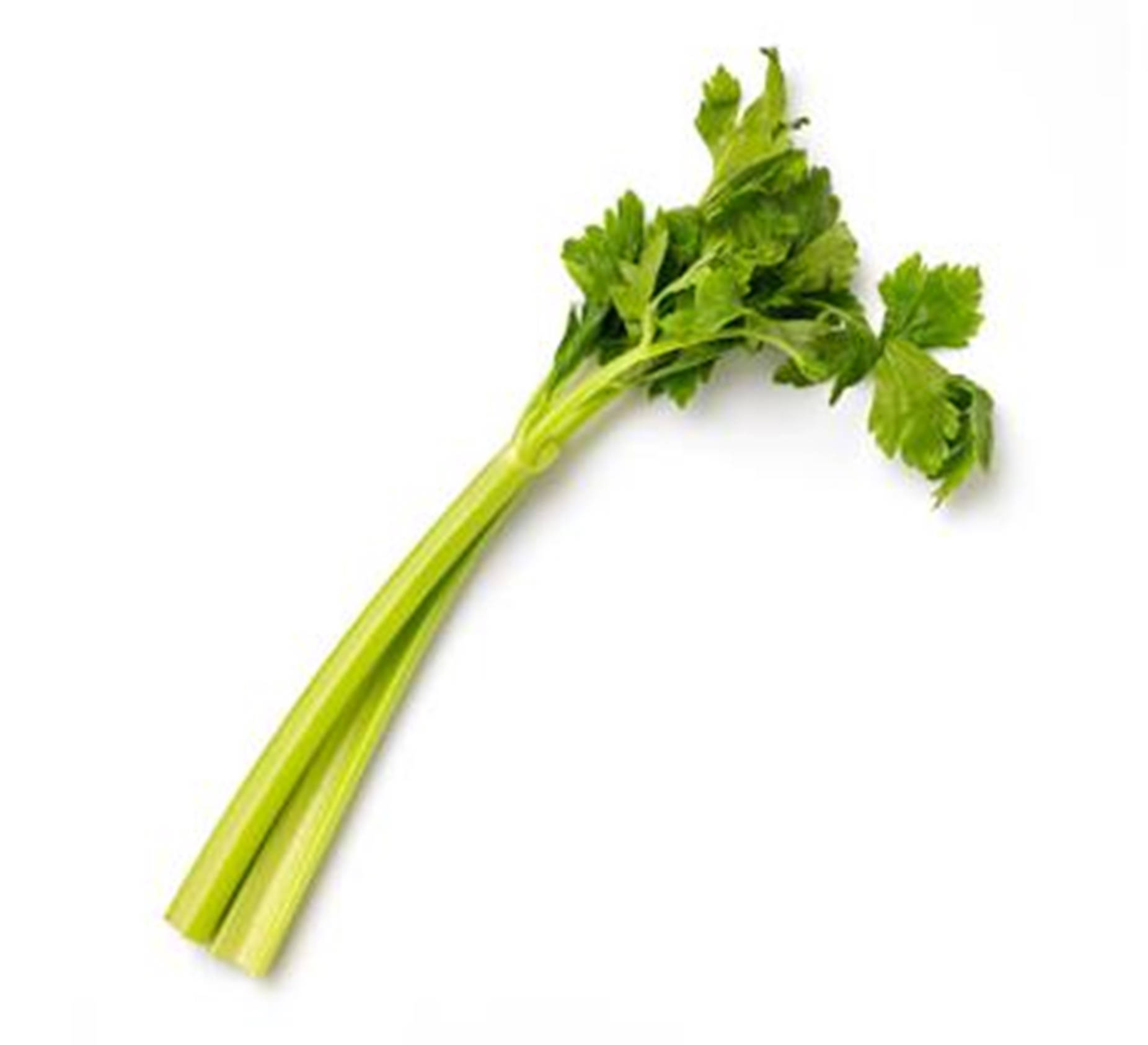 Artificial Leafy Celery Stalks